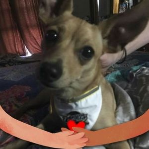 Meet your Posher, Barbara